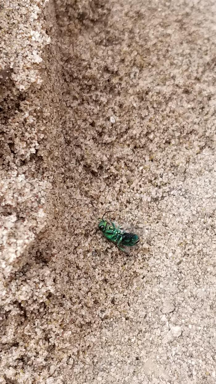 Struggling with snd on its wing