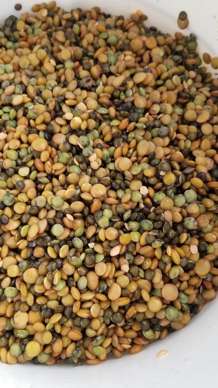 Lentils staring to sprout!