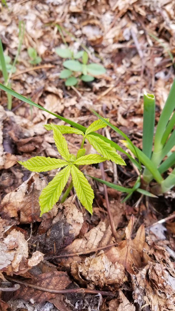 Volunteer Horse Chestnut
