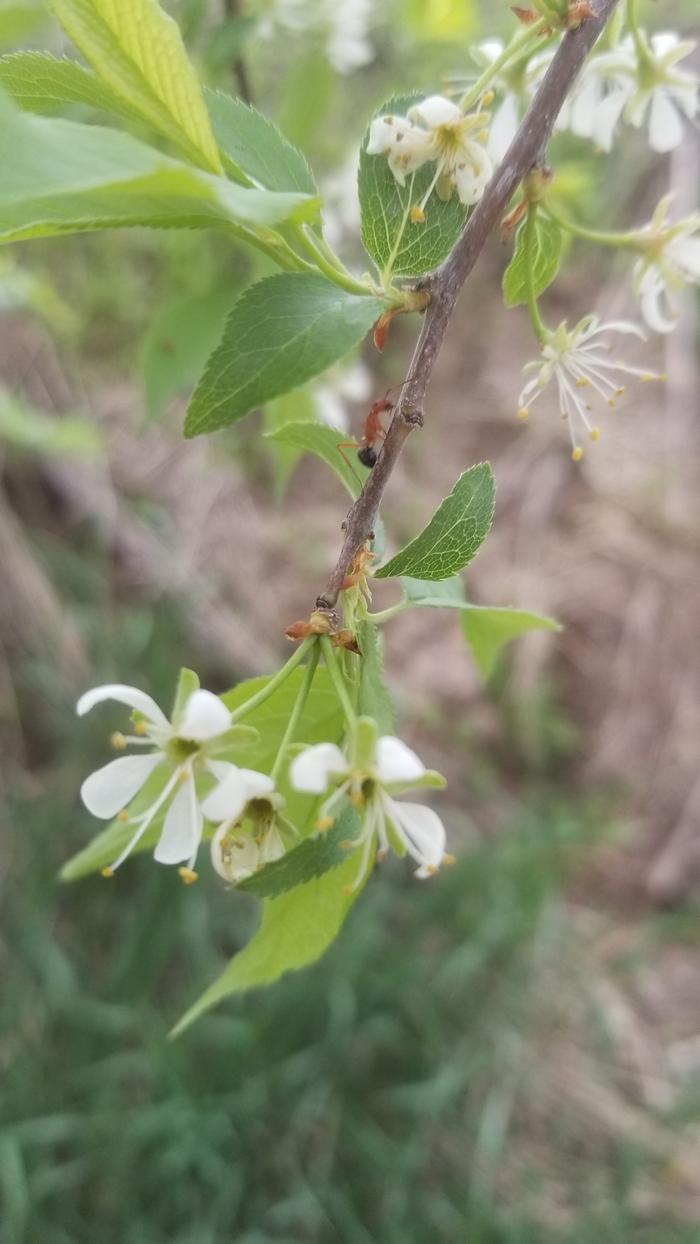 Ants protcting the Pear tree