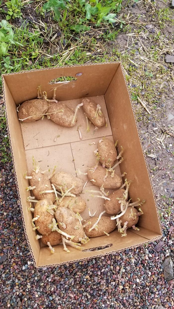 Planted potatoes this morning