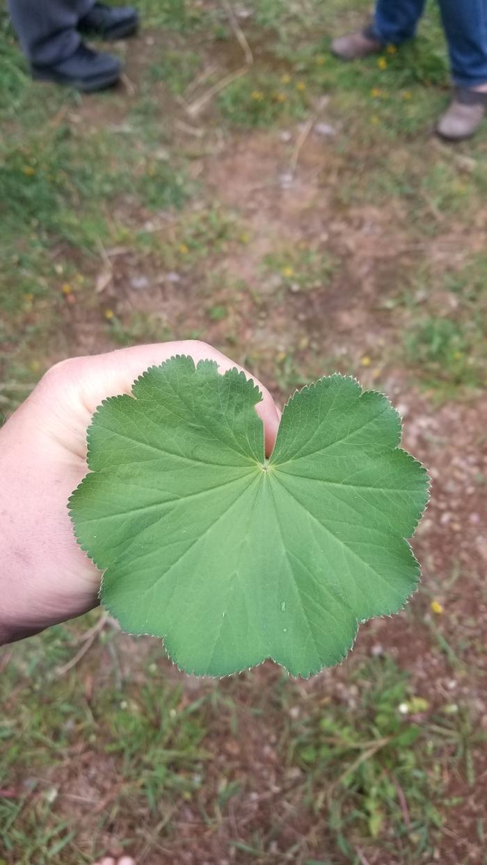 Lady's Mantle