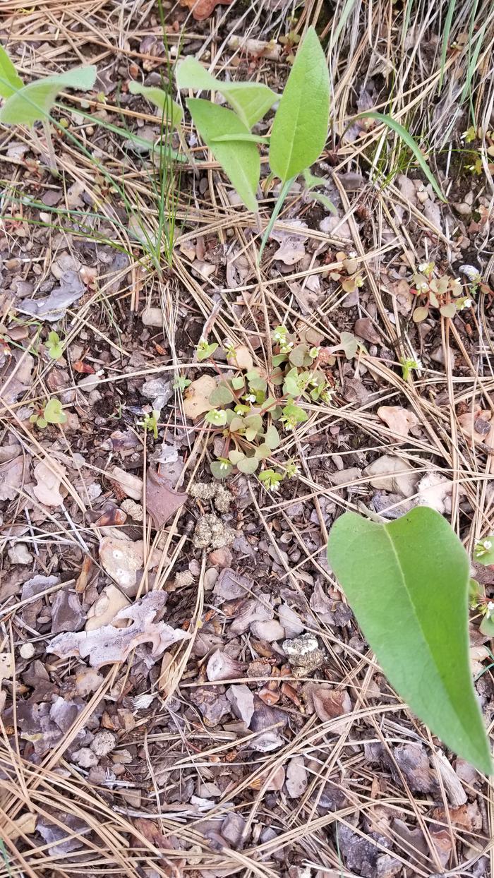 Learned about Miner's Lettuce