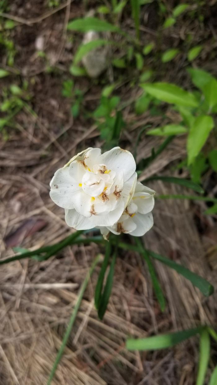 Learned about Freesia