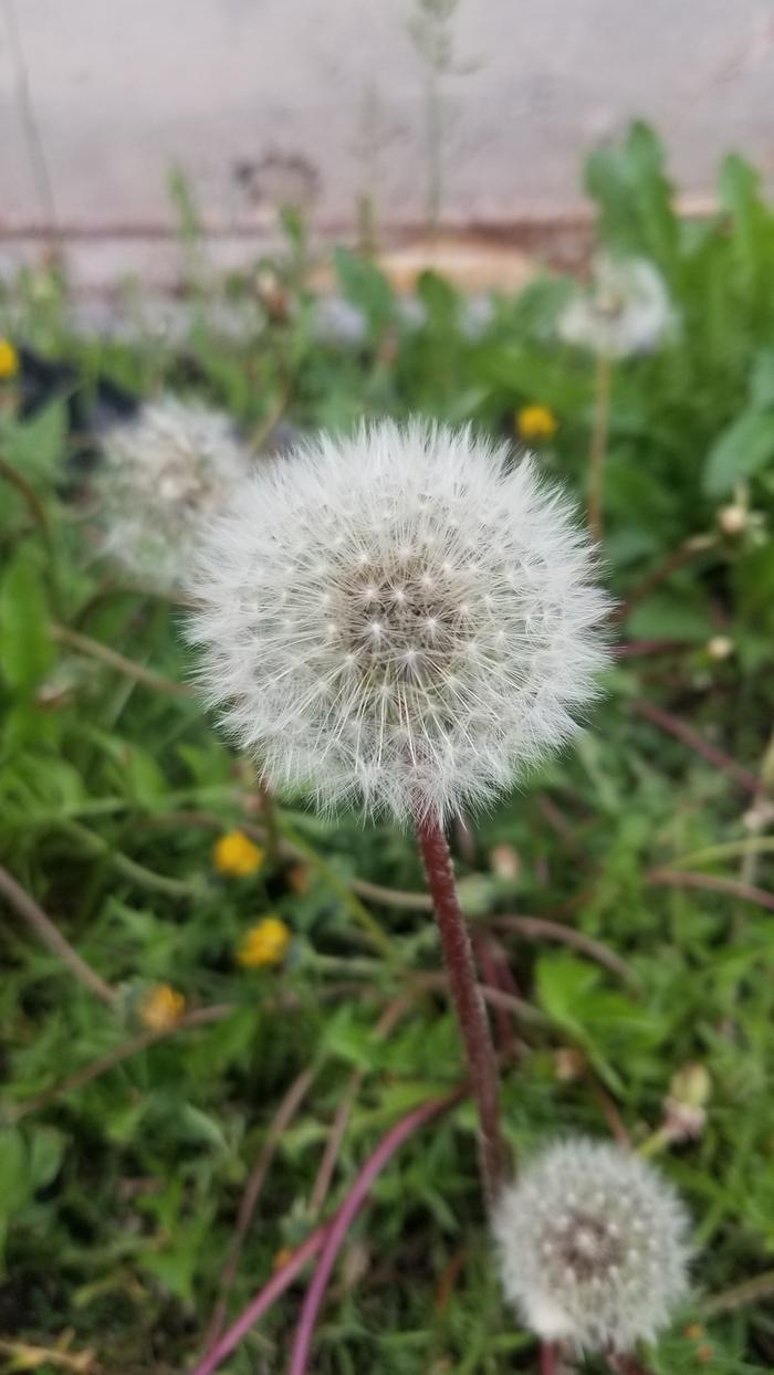 Insane rotational symmetry on this puff ball