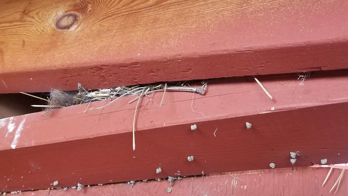 Nests under a sparrow nest