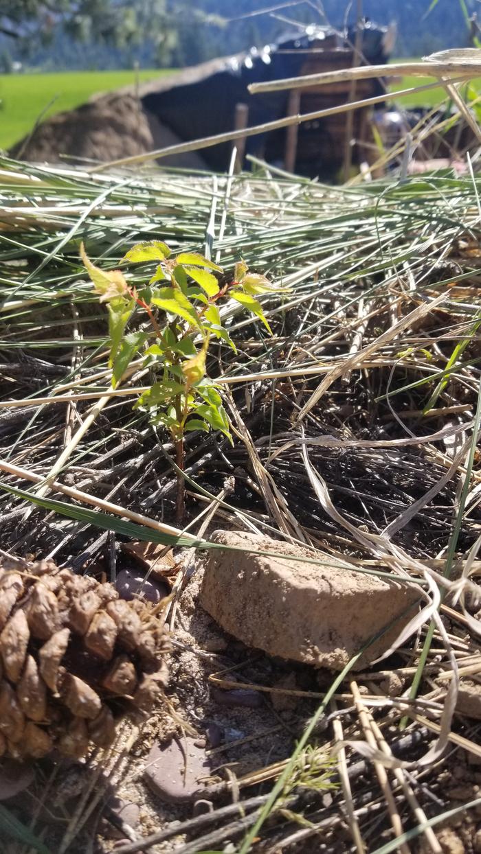 Apricot tree