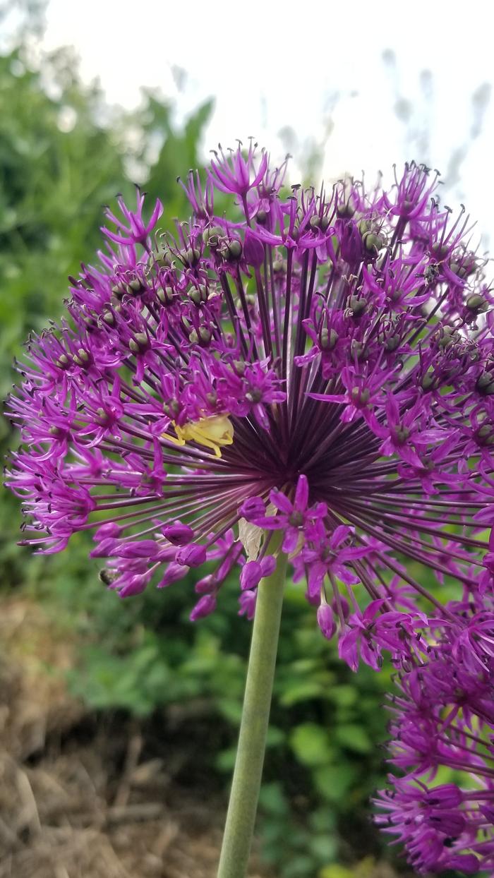 Crab spider on an ornamental allium