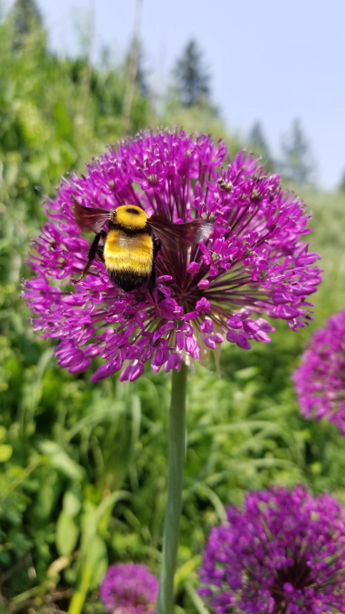 Bumble bee on the Allium