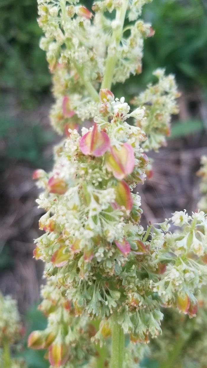 Rhubarb seeds