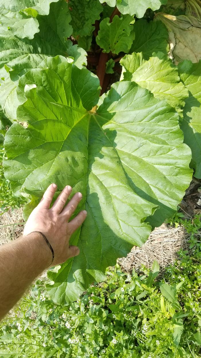 Massive Rhubarb leaf