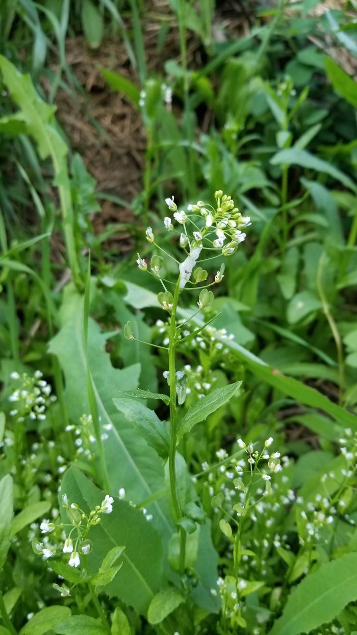 Pennycress