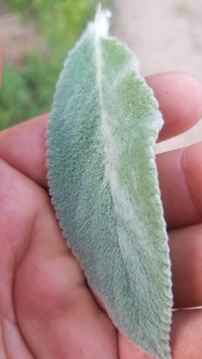 Fuzzy lambs ear