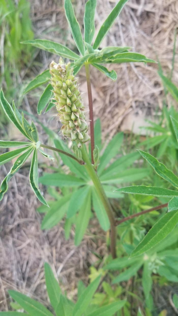 Lupine's starting to flower