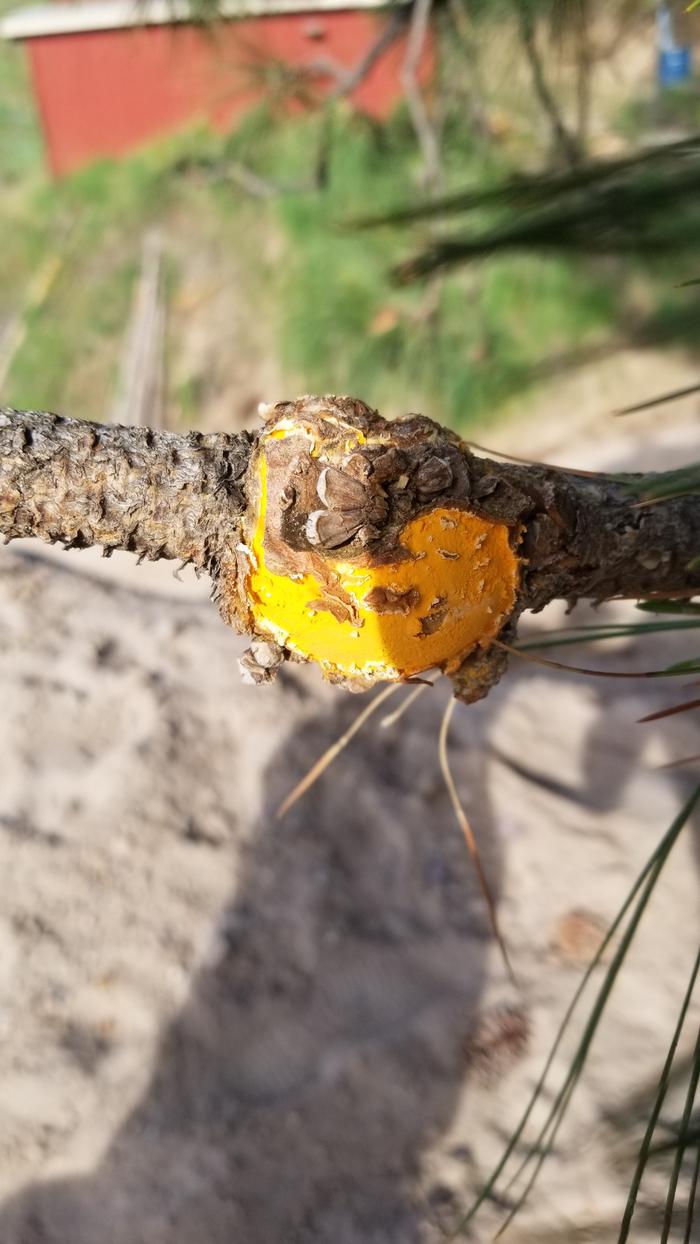 Orange fungus growing on the knots of these pine branches