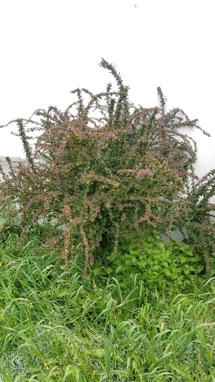 Barberry bush