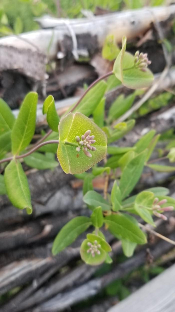 Honeysuckle prepping to show off soon