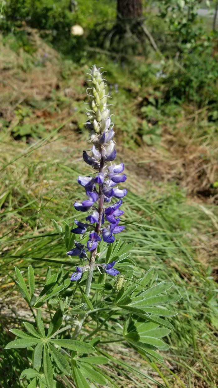 Wild Lupine