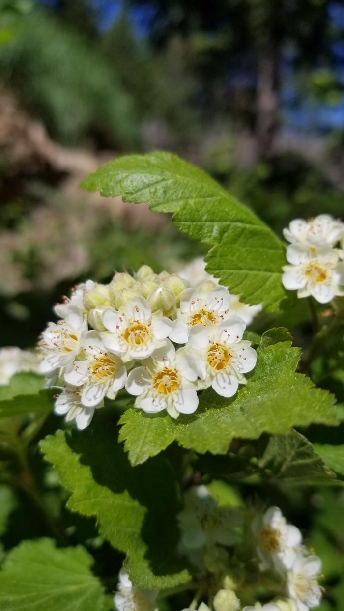 Nine Bush flowering