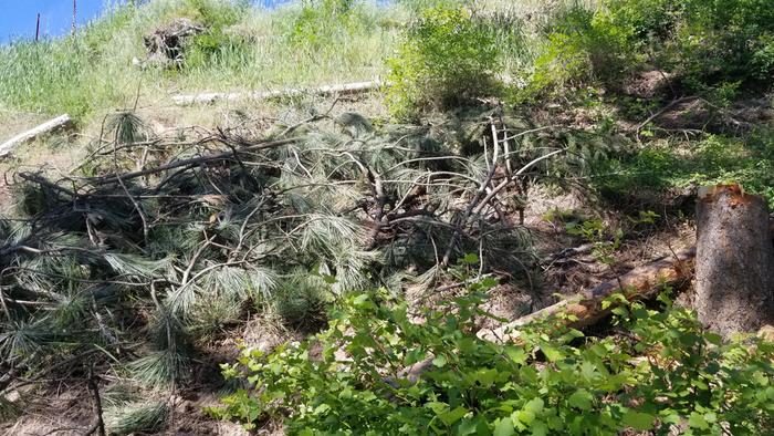 Mulched hillside