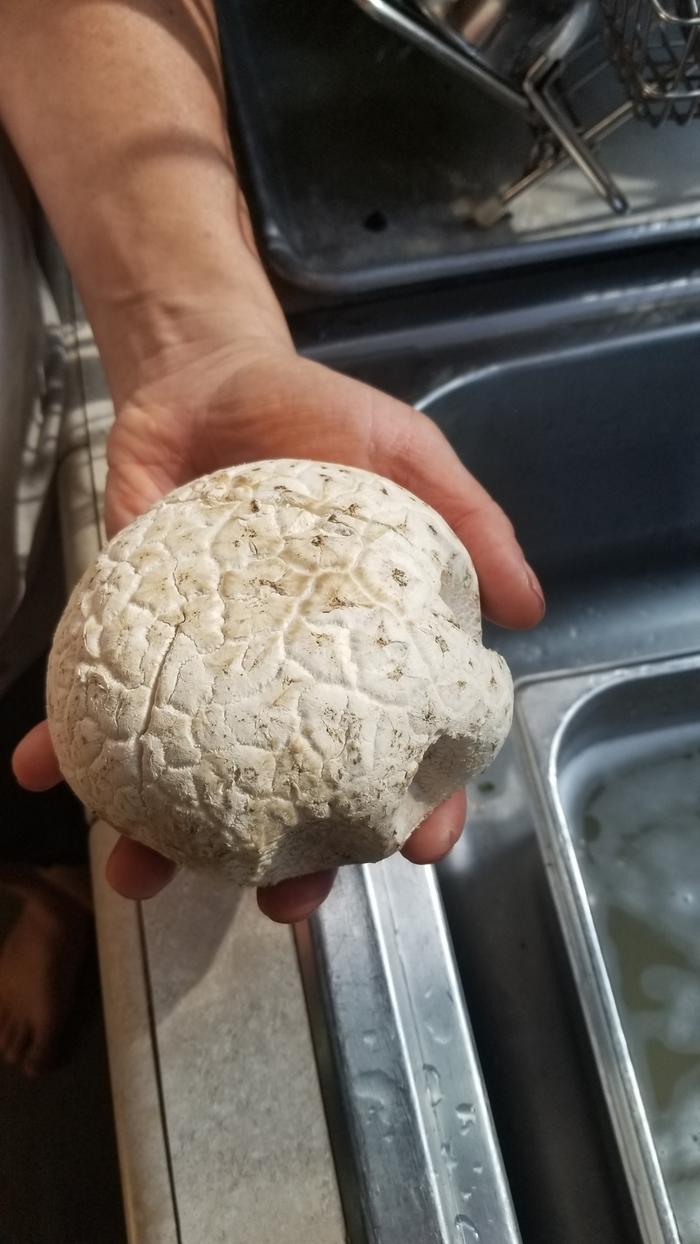 Puffball mushroom Fred and Jeremy found in front of the tipi. Harvested for Taco Tuesday