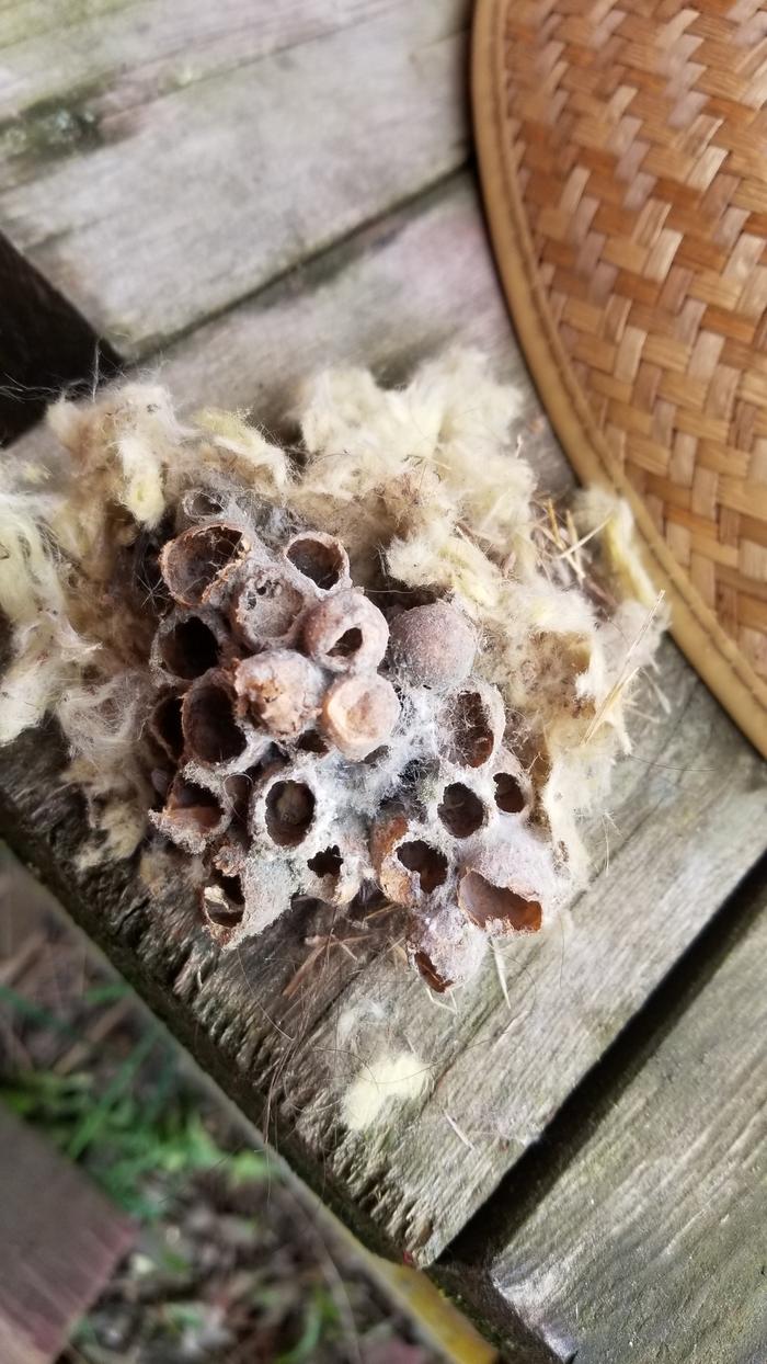 Bumblebee nest?