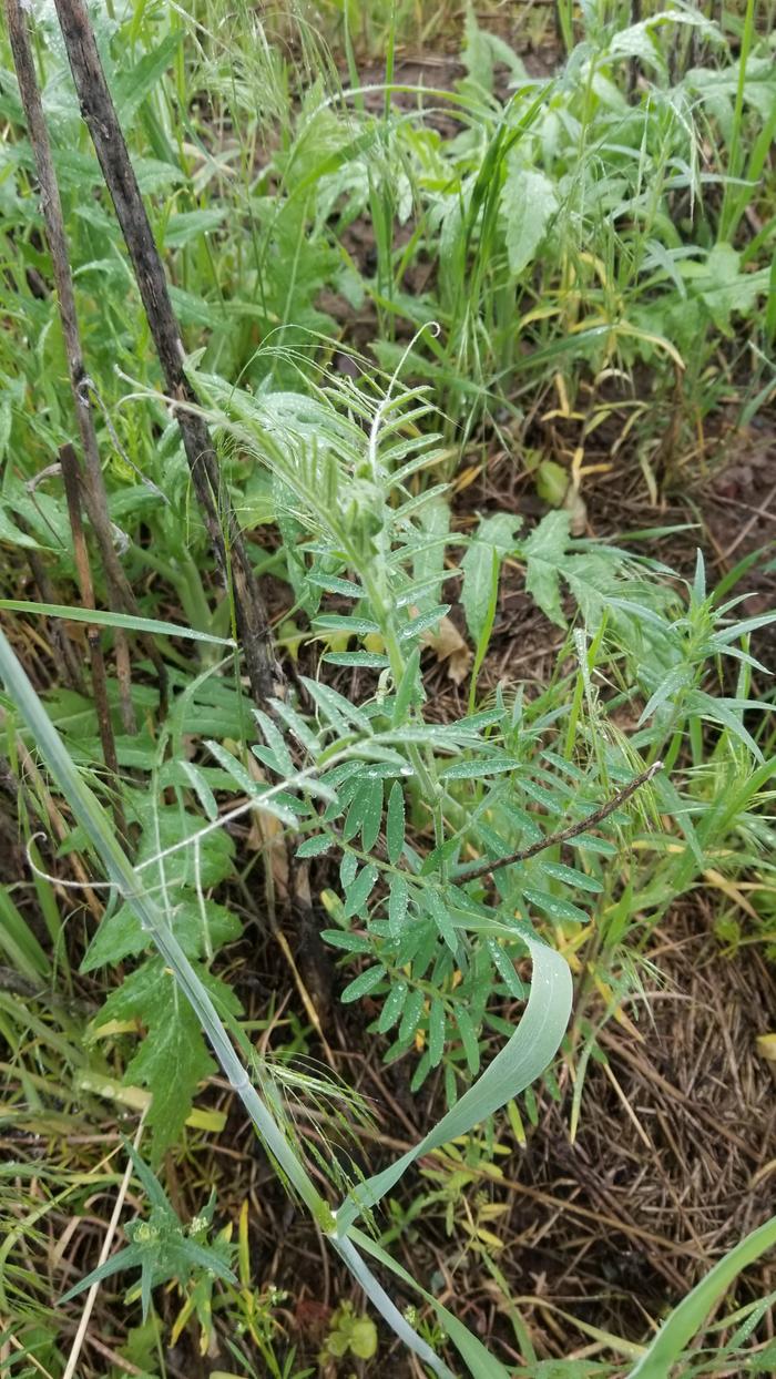 Vetch Fred and I planted