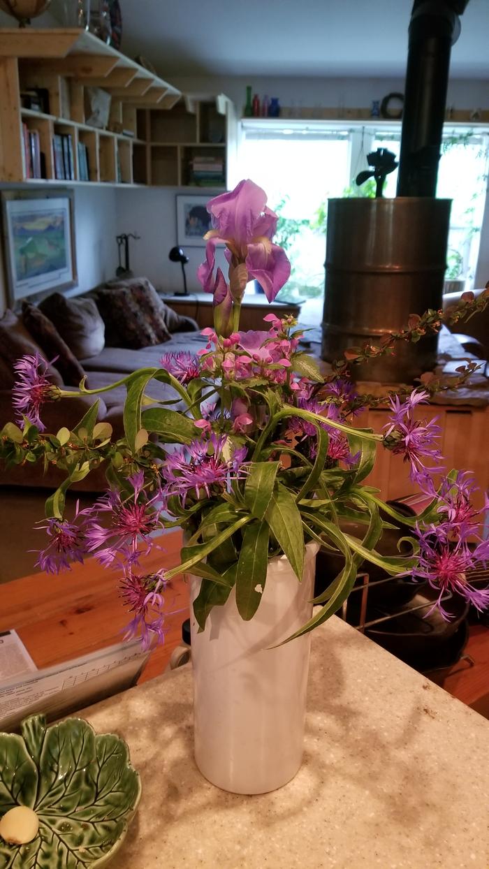 Jocelyn's beautiful Iris and Bee Balm boquet