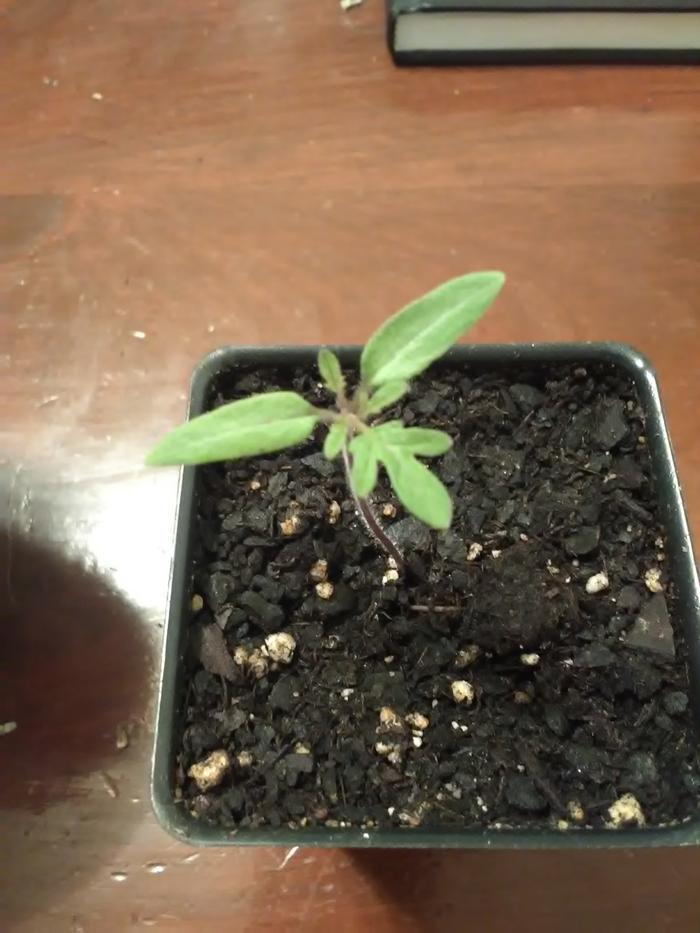 [Thumbnail for IMG_20190224_132757.jpg]