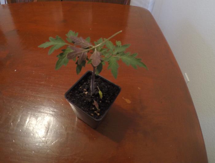 [Thumbnail for GOPR9871-(2).JPG]