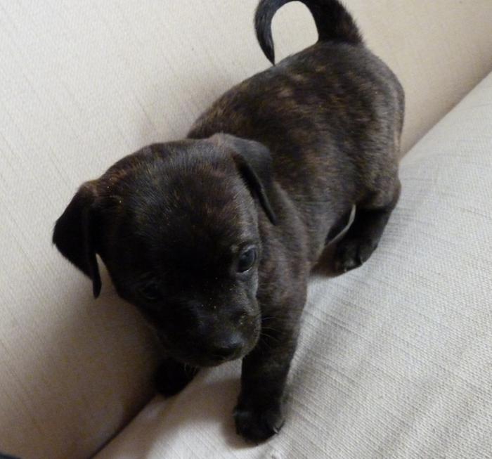 [Thumbnail for Banjo-Puppy.JPG]