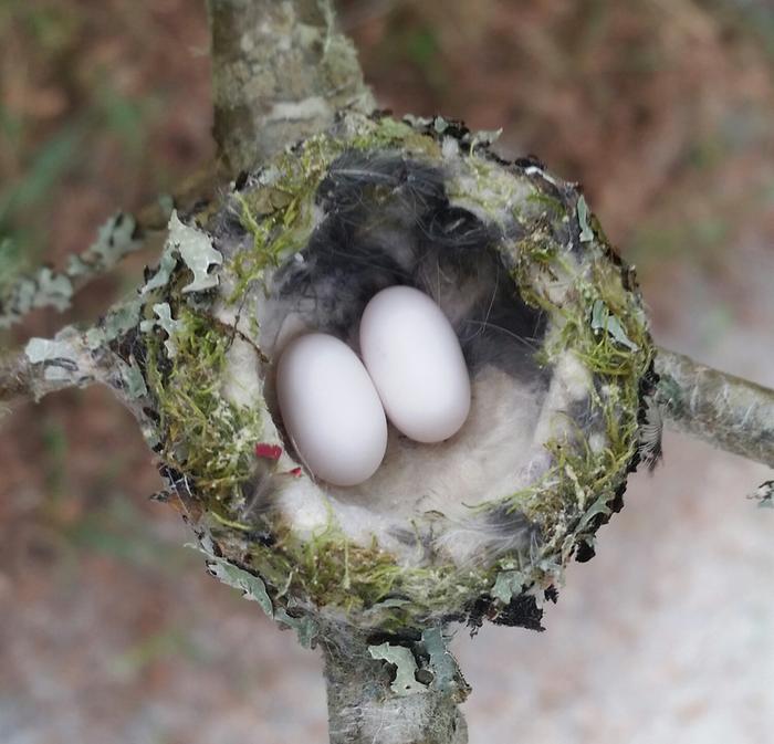 Hummingbird nest