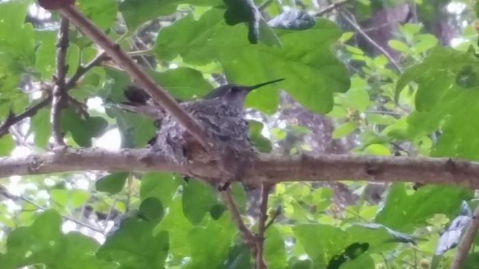 Female hummingbird