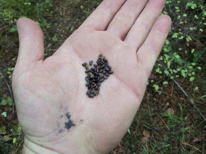 50 black locust seeds