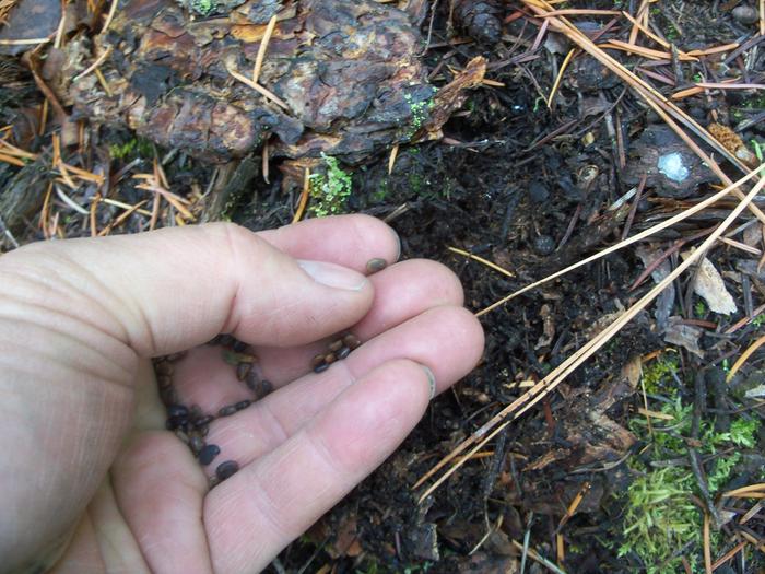 Planting black locust