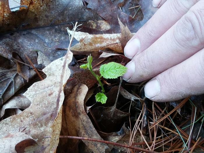 Hazelnut seedling!