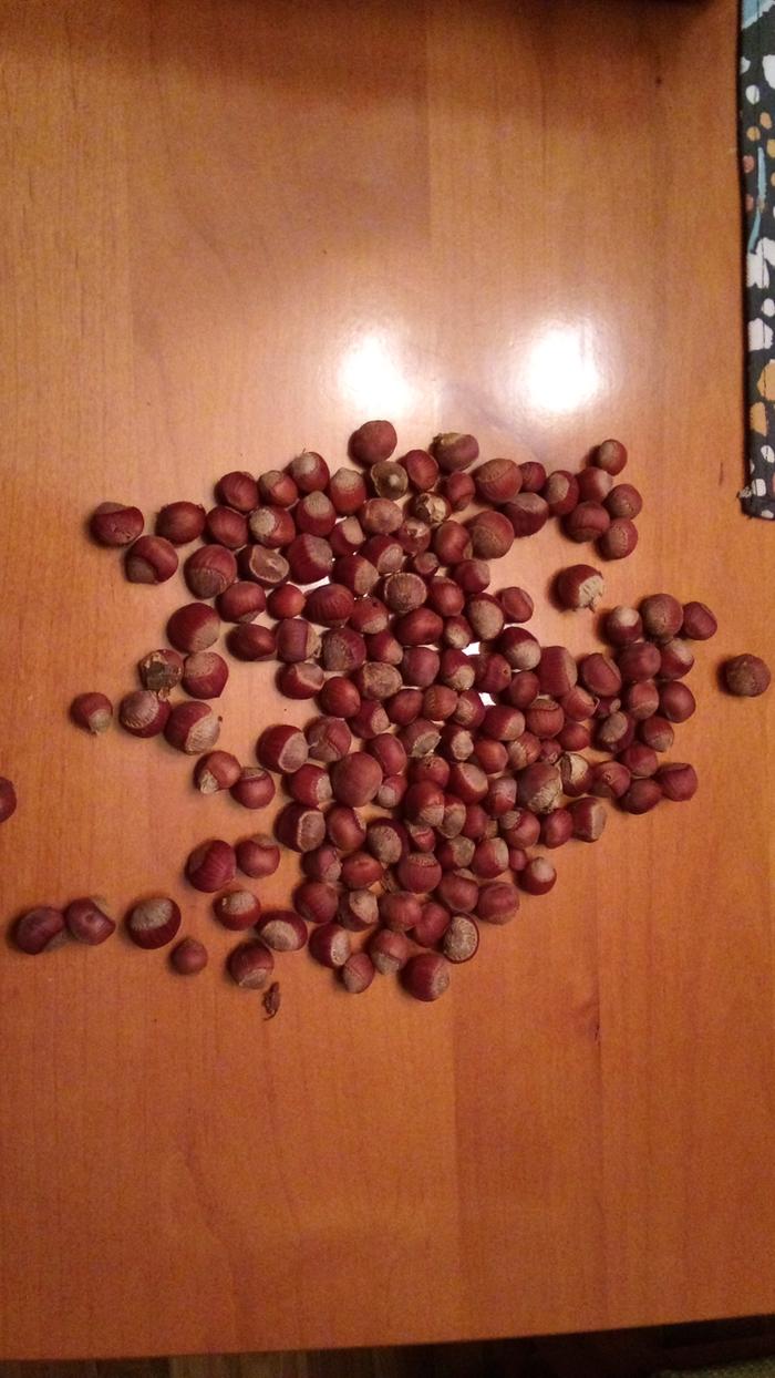 50 hazelnut seeds