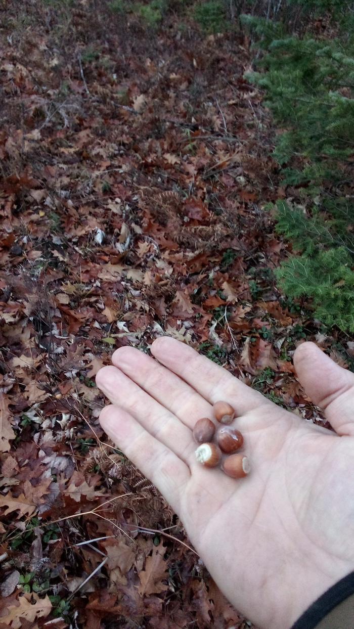 [Thumbnail for Planting-hazelnuts.jpg]