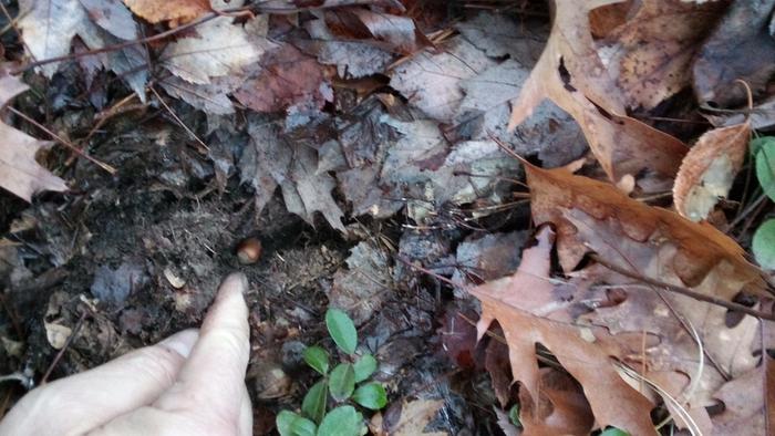 Planting hazelnuts