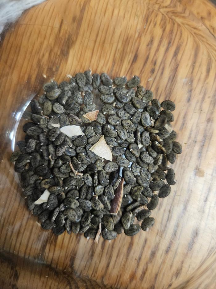 Over 50 black locust seeds