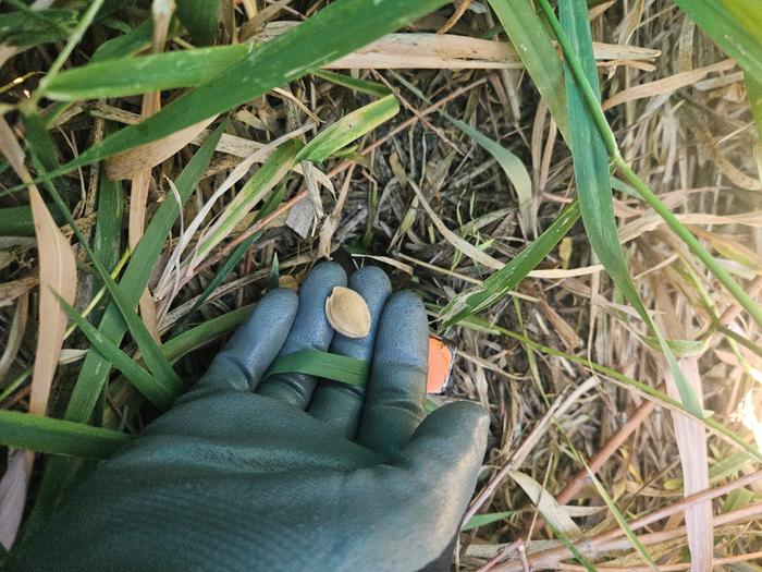 Planting an apricot pit