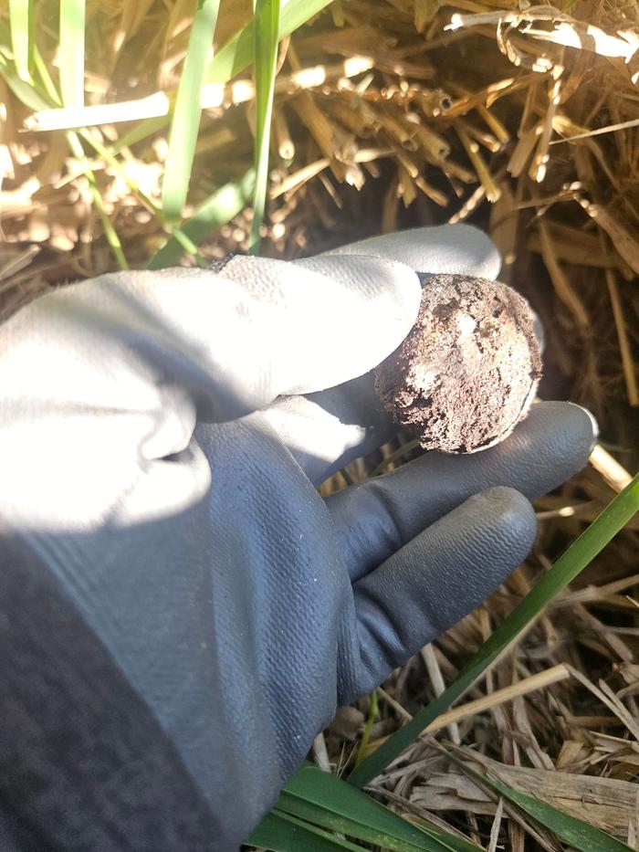 Planting a black walnut seed