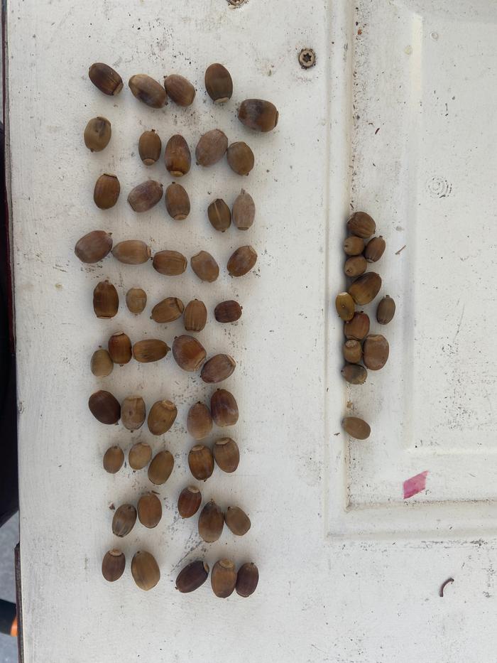 [Thumbnail for acorns_more-than-50-seeds.JPG]