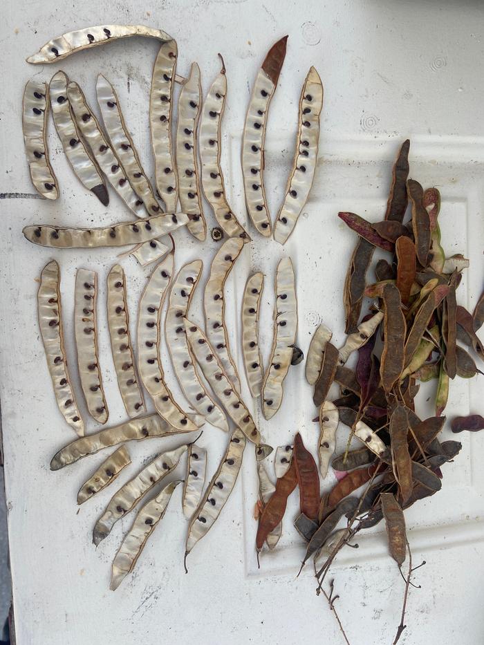 [Thumbnail for black-locust_more-than-50-seeds.JPG]
