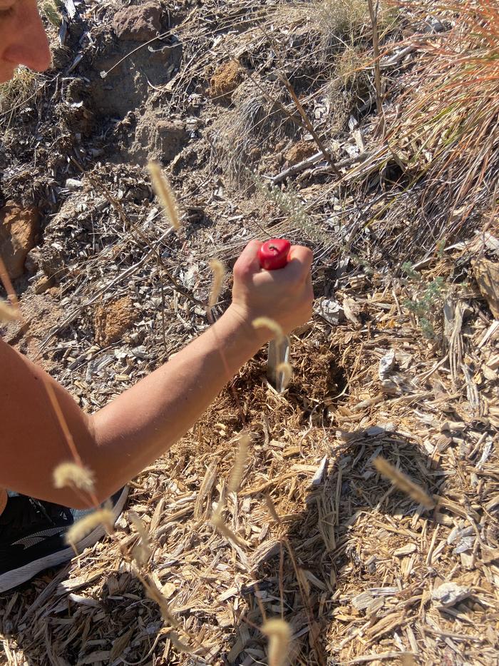 [Thumbnail for action-shot-planting-acorns.JPG]