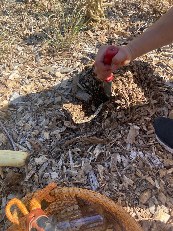 [Thumbnail for action-shot-planting-black-locust.JPG]