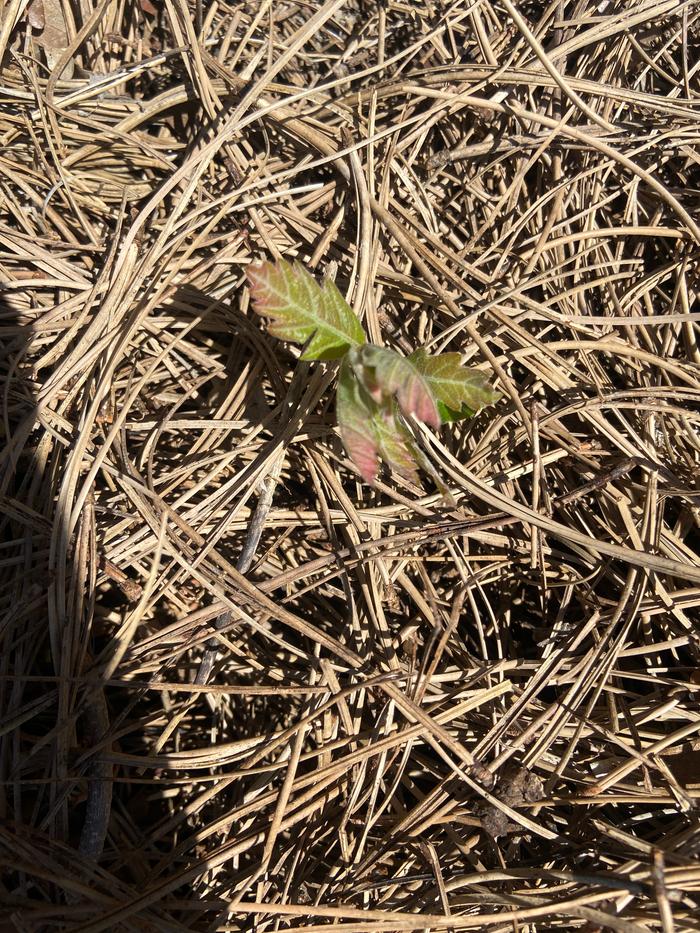 [Thumbnail for acorn-sprouting-gamble-oak.JPG]