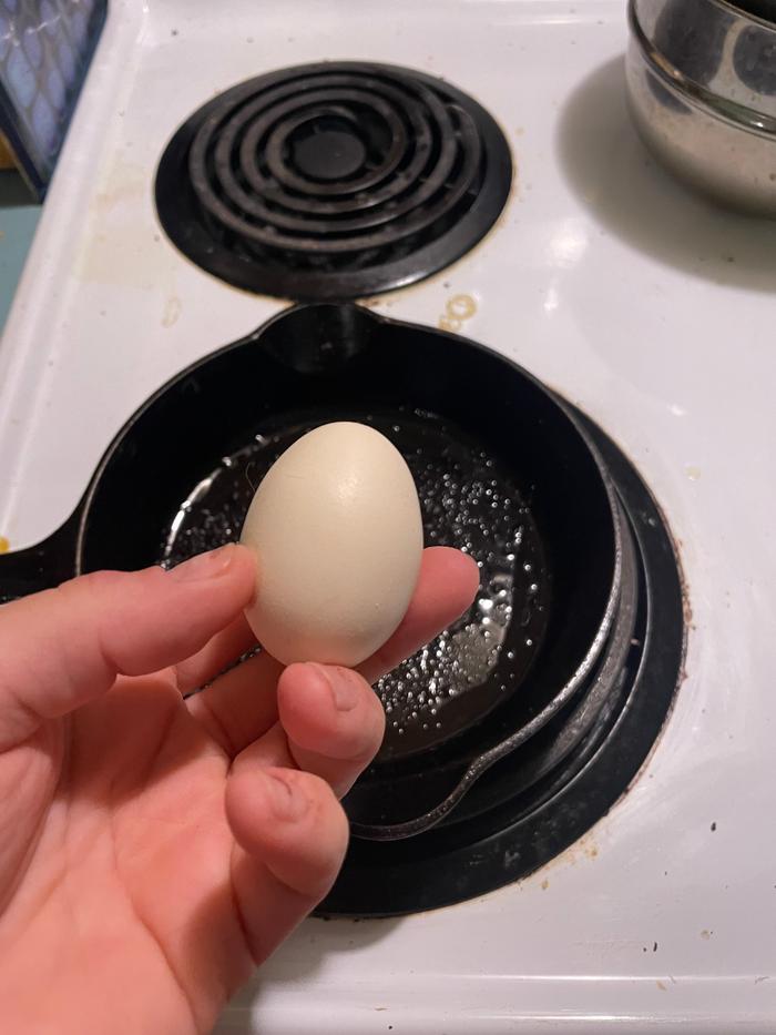 Fresh egg 