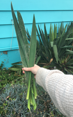 Gathering Yucca Leaves Locally