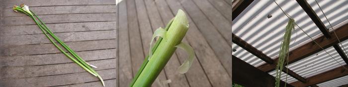 Preparing and drying the calla lily fibre